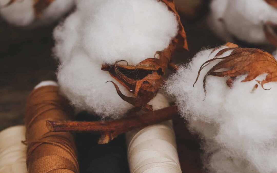 Cotton flower